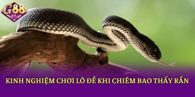 Kinh nghiệm chơi lô đề khi chiêm bao thấy rắn